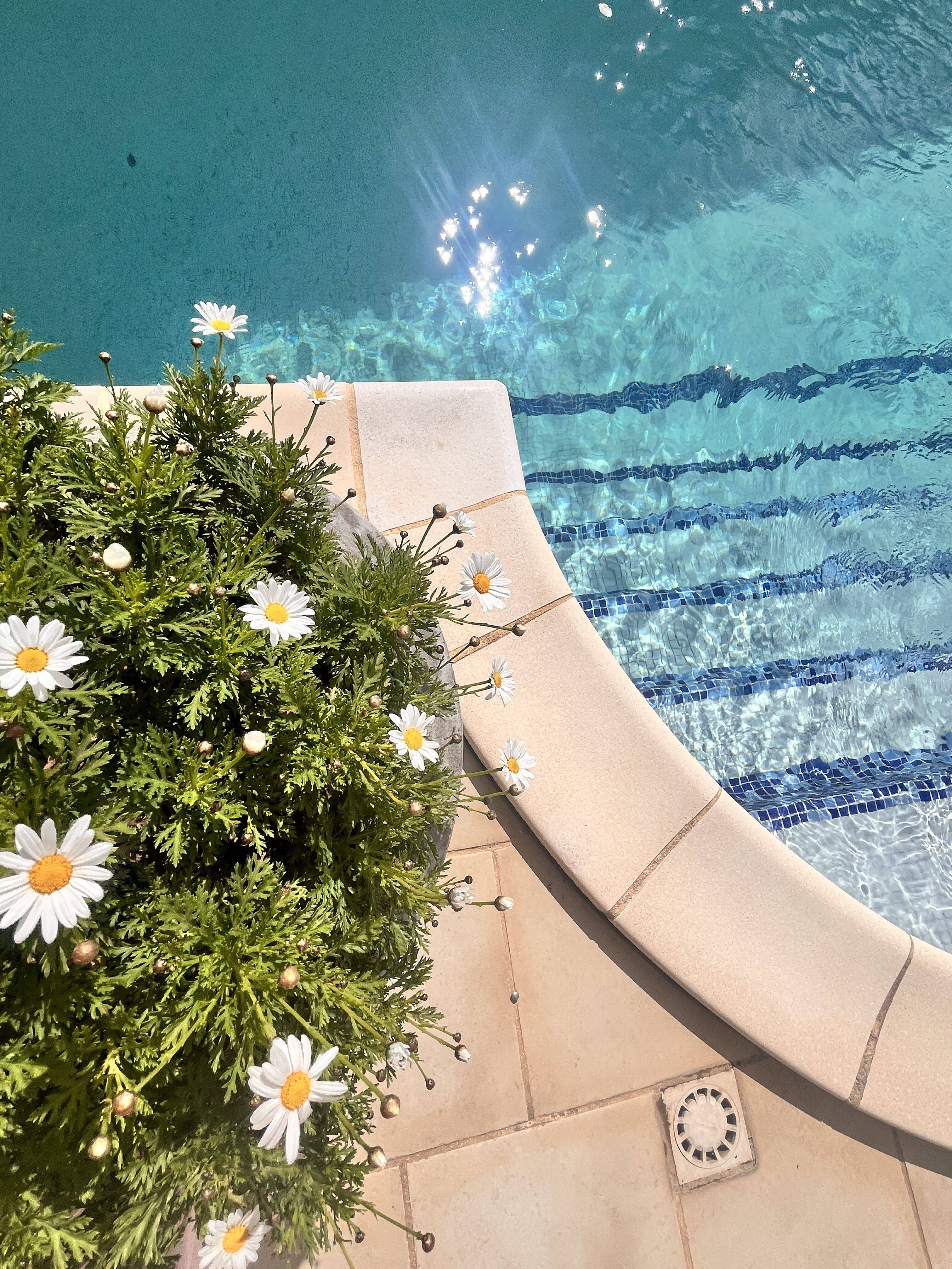 piscine-fleur-terasses-chambres d'hôtes