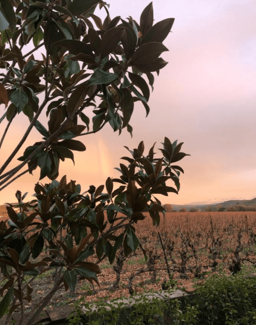 larosedesvins-sunset-chambres d'hôtes